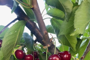 Sydney: Cherry Picking Tour with Lunch and Dinner