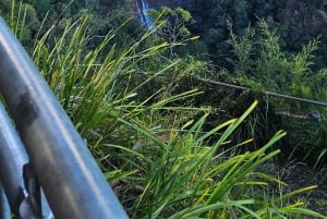 Sydney: tour privato delle Blue Mountains in inglese o tedesco