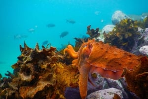 Sydney: Family Snorkeling Tour with Private Guide