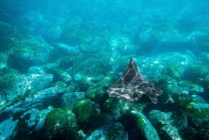 Sydney: Family Snorkeling Tour with Private Guide