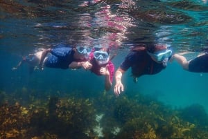 Sydney: Schnorcheltour für Kinder mit privatem Guide