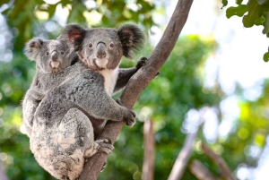 Sydney: Featherdale Park & Sydney Zoo Day Tour