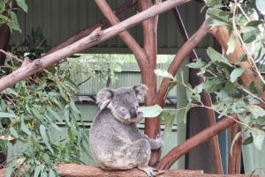 Sydney: Featherdale Wildlife Park Private Tour