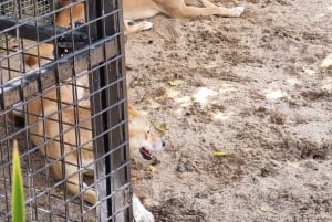 Sydney: Featherdale Wildlife Park Private Tour