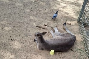 Sydney: Featherdale Wildlife Park Private Tour