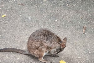 Sydney: Featherdale Wildlife Park Private Tour