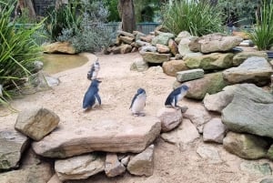 Sydney: Featherdale Wildlife Park Private Tour
