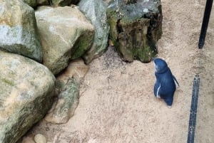 Sydney: Featherdale Wildlife Park Private Tour