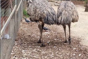 Sydney: Featherdale Wildlife Park Private Tour