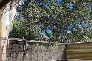 Sydney: Featherdale Wildlife Park Private Tour