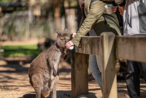 Sydney: Privat tur i Featherdale Wildlife Park