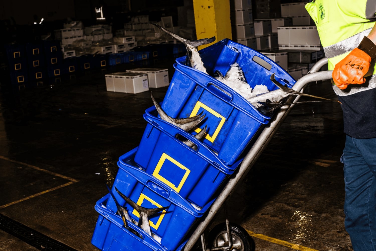 Tour del mercato del pesce di Sydney dietro le quinte