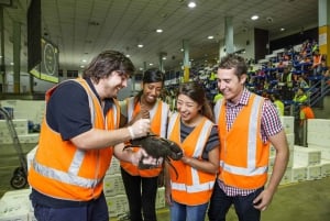 Tour del mercato del pesce di Sydney dietro le quinte