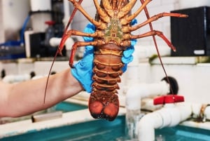 Sydney Fish Market Discovery Tour