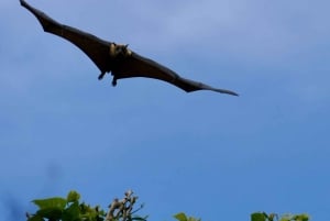 Sydney : Flying Fox Tour, les plus grandes chauves-souris d'Australie