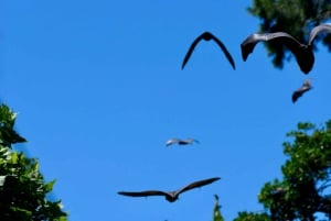 Sydney : Flying Fox Tour, les plus grandes chauves-souris d'Australie