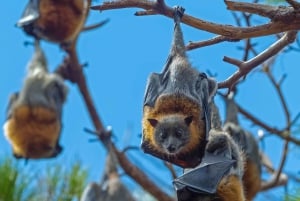 シドニーフライング・フォックス・ツアー、オーストラリア最大のコウモリ