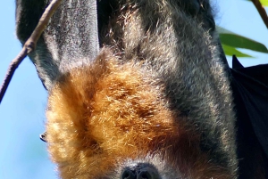 シドニーフライング・フォックス・ツアー、オーストラリア最大のコウモリ