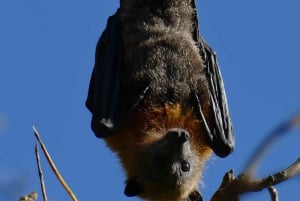 シドニーフライング・フォックス・ツアー、オーストラリア最大のコウモリ