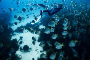 Manly: Freediving voor beginners: adem inhouden & de oceaan verkennen