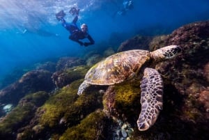 Manly: Freediving voor beginners: adem inhouden & de oceaan verkennen