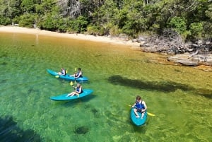 Sydney: Tour guidato di prova in kayak da Manly