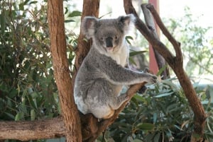 Sydney: Harbour Cruise and Taronga Zoo