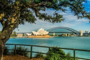 Sydney Harbour til Bondi: Halvdagsopplevelse for små grupper