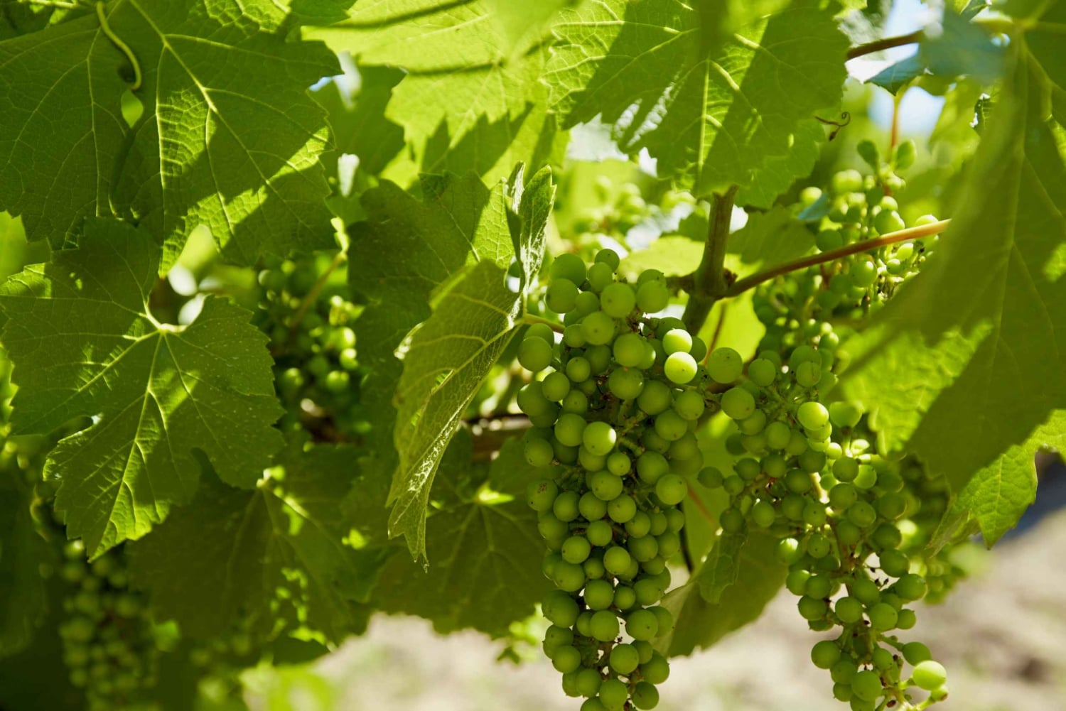 Sydney: Tagestour zu den Hunter Valley Weingütern mit Verkostung