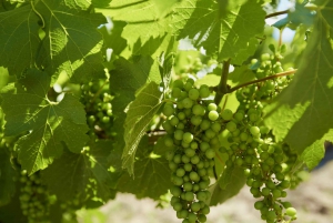 Sydney: Dagstur till Hunter Valley Wineries med matprovning