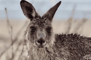 Sydney: gita di 1 giorno a Jervis Bay con delfini, canguri e spiaggia