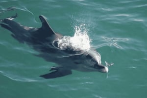 Sydney: gita di 1 giorno a Jervis Bay con delfini, canguri e spiaggia