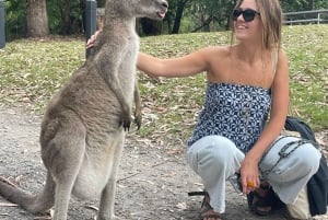 Sydney: gita di 1 giorno a Jervis Bay con delfini, canguri e spiaggia