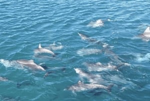 Sydney: gita di 1 giorno a Jervis Bay con delfini, canguri e spiaggia