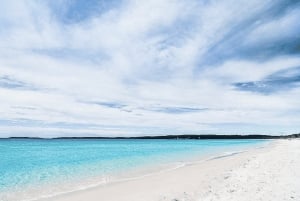 Sydney: gita di 1 giorno a Jervis Bay con delfini, canguri e spiaggia
