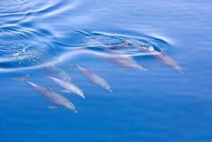 Sydney: Jervis Bay Dolphin Cruise and Kiama Blowhole Tour
