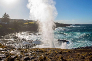 Sydney: Jervis Bay Dolphin Cruise and Kiama Blowhole Tour
