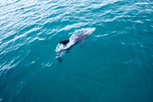 Sydney: Jervis Bay Dolphin Cruise and Kiama Blowhole Tour