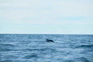 Sydney: Jervis Bay Dolphin Cruise and Kiama Blowhole Tour