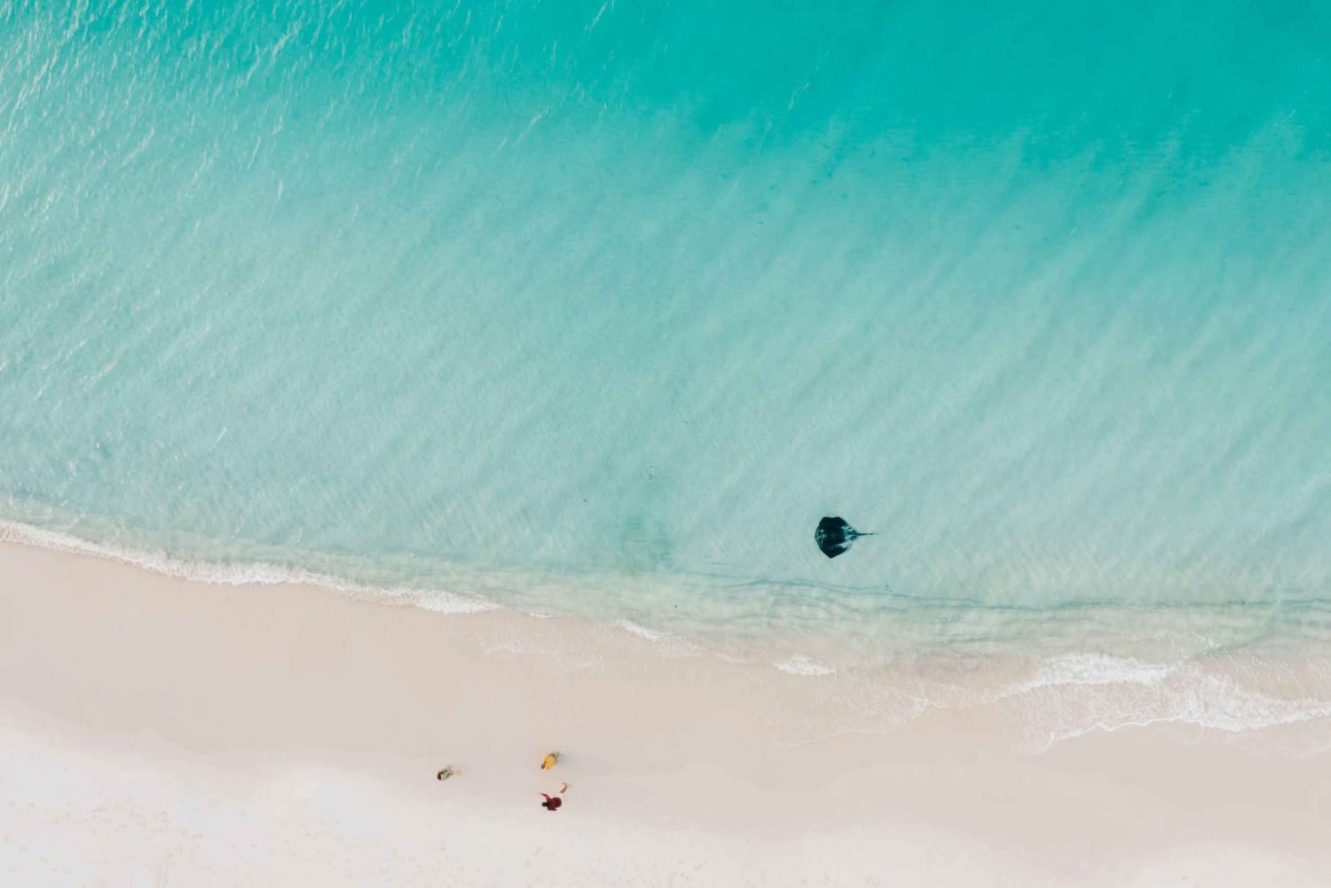 Sydney: Jervis Bay-tour met stranden, koala's en kangoeroes