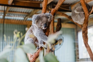 Sydney: Jervis Bay-tour met stranden, koala's en kangoeroes