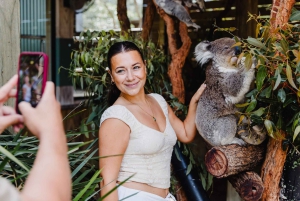 Sydney: Jervis Bay-tour met stranden, koala's en kangoeroes