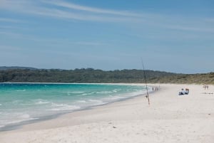 Sydney: Jervis Bay-tour met stranden, koala's en kangoeroes