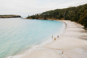 Sydney: Jervis Bay-tour met stranden, koala's en kangoeroes