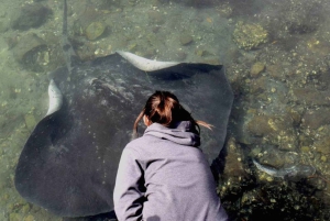 Sydney: Jervis Bay-tour met stranden, koala's en kangoeroes