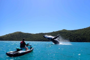 シドニーシュノーケリングギア付きジェットスキーレンタル