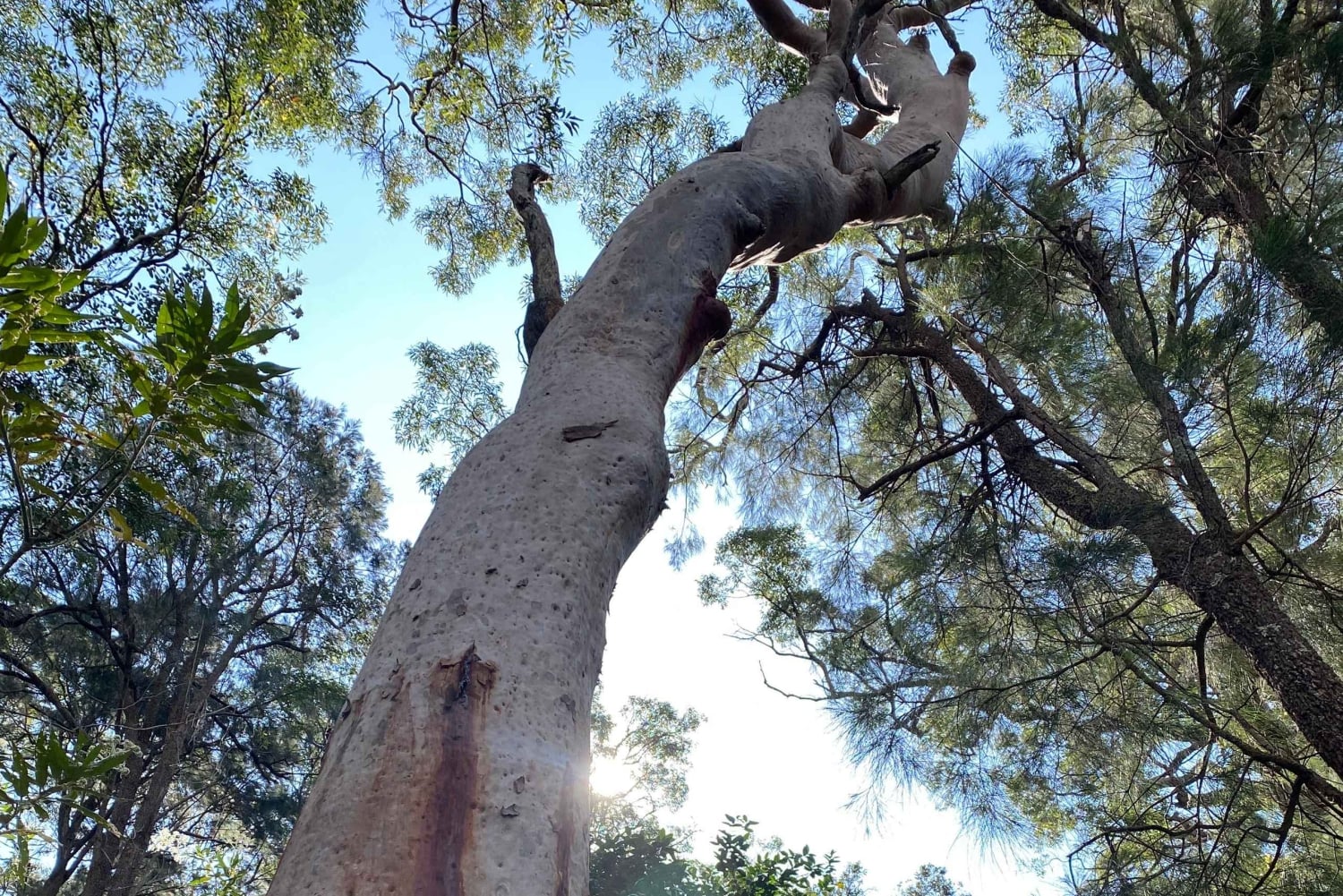 Sydney: Ku-ring-gain kansallispuiston vaellus, uiminen ja piknik