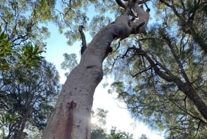 Sydney: Ku-ring-gain kansallispuiston vaellus, uiminen ja piknik