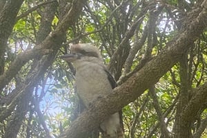 Sydney : parc national de Ku-ring-gai avec pique-nique, randonnée et baignade