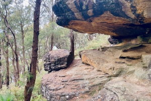 Sydney : parc national de Ku-ring-gai avec randonnée, plage et collation